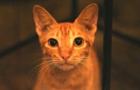 Gara-gara Video Lempar Kucing, Pria Prancis ini Digugat