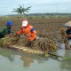 Dampak Banjir, 4.000 Ha Areal Padi di Cirebon Rusak Berat