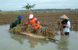 Dampak Banjir, 4.000 Ha Areal Padi di Cirebon Rusak Berat