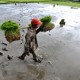 Dampak Banjir, Sektor Pertanian Rugi Rp2,54 Triliun, Padi 39.801 Ha Puso