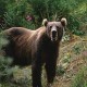 Beruang Terkam Seorang Ibu Rumah Tangga di Sarolangun Jambi