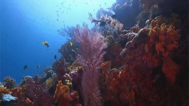 Taman Nasional Wakatobi Peringati 1 Dekade Cagar Biosfer Dunia