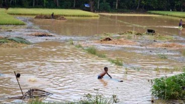 Petani Terkena Puso tak Dapat Ganti Rugi dari Pemerintah