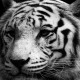 KBS: Harimau Putih Mati, Bangkainya Dibakar