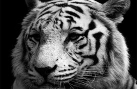 KBS: Harimau Putih Mati, Bangkainya Dibakar