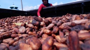 Produksi Kakao Indonesia Turun Ke Level Terendah Dalam Satu Dekade