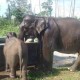 Gajah Sumatra Ditemukan Mati Tanpa Gading