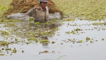 Gagal Panen, Petani Dapat Ganti Rugi Rp2 juta/Ha