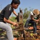 Industri Tembakau di Jateng Merontok