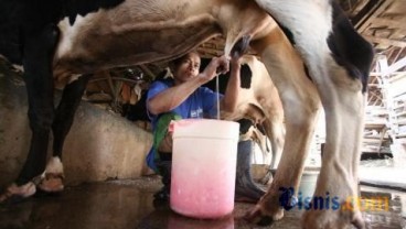 Hujan Ancam Tekan Produksi Susu di Jateng