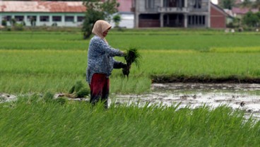 Subsidi Pupuk Organik Berpotensi Dihapus