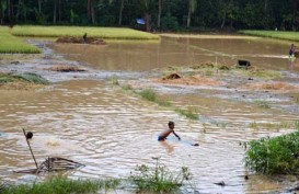 JELAJAH PANTURA: Ratusan Hektare Sawah di Pati Terendam Banjir