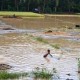 JELAJAH PANTURA: Ratusan Hektare Sawah di Pati Terendam Banjir