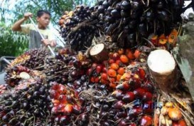 Kebijakan Energi di Negara Produsen CPO Dongkrak Harga TBS Riau