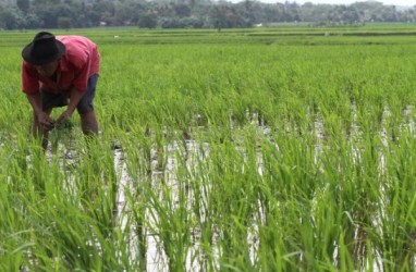 238.000 Ha Lahan Pertanian di Jawa Tergenang Banjir