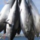 Potensi Ikan Tuna Indonesia Terbesar di Dunia