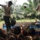 Banyak Perusahaan Perkebunan di Riau Tak Lengkap Izin