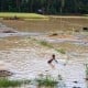 Kementan: Sawah Terkena Puso 2.133 Ha