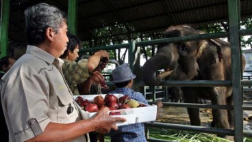 Belum Miliki Amdal, Izin Konservasi KBS Batal Turun