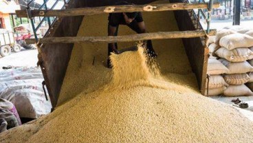 Musim Kering Berlanjut, Harga Kedelai Menguat