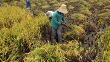 47.000 Hektare Sawah di Jabar Puso