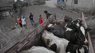 Jaga Produksi Susu Pascaerupsi, Pemkab Pasok Rumput 30 Ton