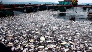 Kelud Meletus, Ribuan Ikan Mati di Bantul