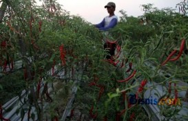 Erupsi Kelud, Hortindo Jamin Pasok Benih Hortikultura