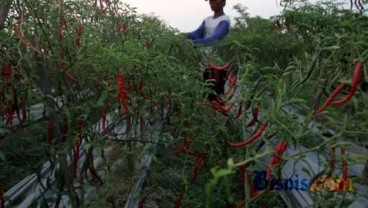 Erupsi Kelud, Hortindo Jamin Pasok Benih Hortikultura