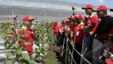 Erupsi Kelud: Hortindo Jamin Kebutuhan Perbenihan Hortikultura