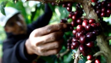 Harga Kopi Melonjak Tinggi, Ini Penyebabnya