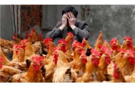 250 Ayam Mati Mendadak di Sukabumi, Warga Resahkan Virus Flu Burung