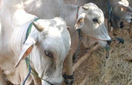 Surplus Sapi, Ini Pasokan Jateng Untuk Jakarta dan Jabar