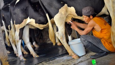 Harga Pakan Tinggi, Peternak Sapi Perah Jabar Turun 5%