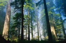 Tarif PNPB Penggunaan Kawasan Hutan Naik