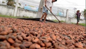 Kemenkop Bantu Peningkatan Mutu Kakao Sulteng