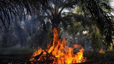 Kebakaran Hutan: Lahan Hangus capai 6.300 Hektare