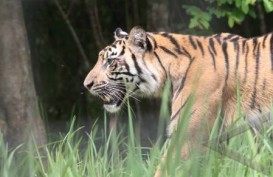 Hutan Riau Terbakar, Harimau Sumatra Keluar Hutan