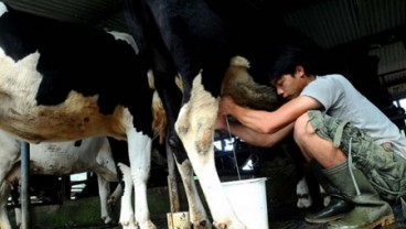 Penaikan Produksi Susu Terhambat Tengkulak