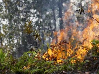 BNPB Siapkan Rp300 miliar untuk Padamkan Kebakaran Hutan