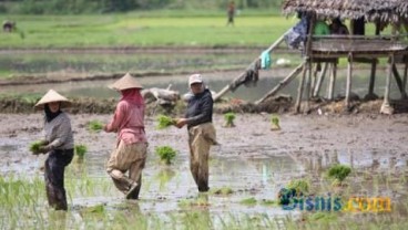 Cegah Penyelewengan, Bantuan Benih Cadangan Diawasi Ketat