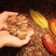 Petani Kakao Rentan Dipermainkan