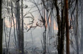 RAPP Siap Bantu Pemadaman Kebakaran Hutan di Riau