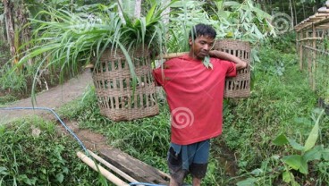 Ternak Sapi Korban Kelud Dapat Bantuan Hijauan 500 ton