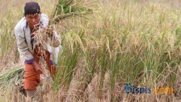 Produksi Padi Kaltim Tahun 2013 Meningkat