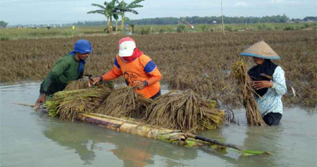 Petani memanen padi lebih cepat akibat terendam banjir/antara