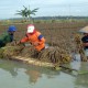Produksi Tanaman Pangan 2013 Di Riau Turun