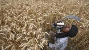 Ukraina vs Rusia, Harga Gandum & Jagung Melambung