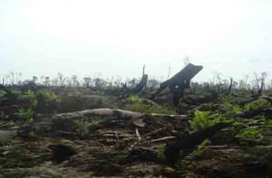 Perusakan Hutan, Merbau Pelalawan Selamat dari Gugatan Rp16 Triliun