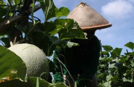 HKTI: Pengusaha Harus Dukung Klaster Hortikultura